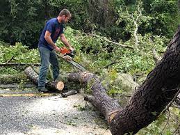 Best Fruit Tree Pruning  in Hoer, OK