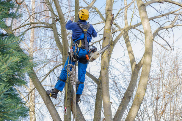 Hooker, OK Tree Care Company