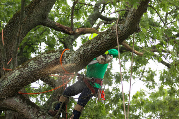 Best Tree Fertilization  in Hoer, OK