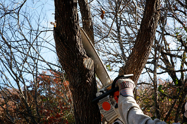 Best Stump Grinding and Removal  in Hoer, OK